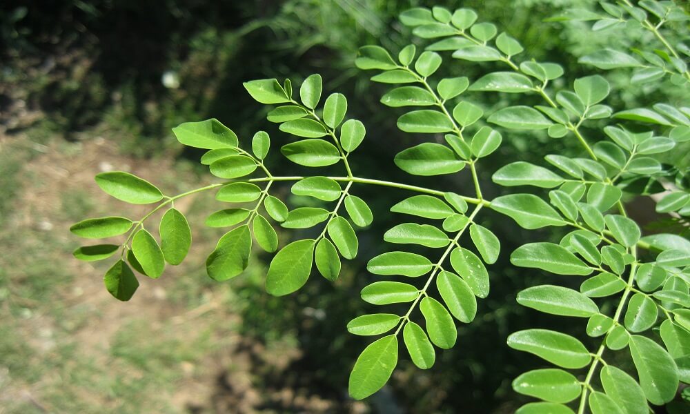 Moringa Oleífera Planta