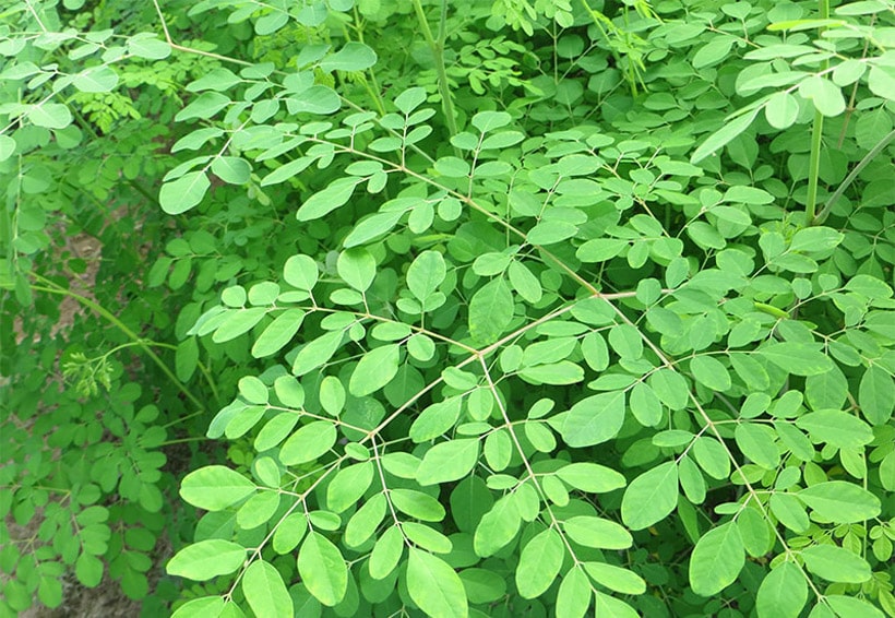 moringa oleifera planta medicinal