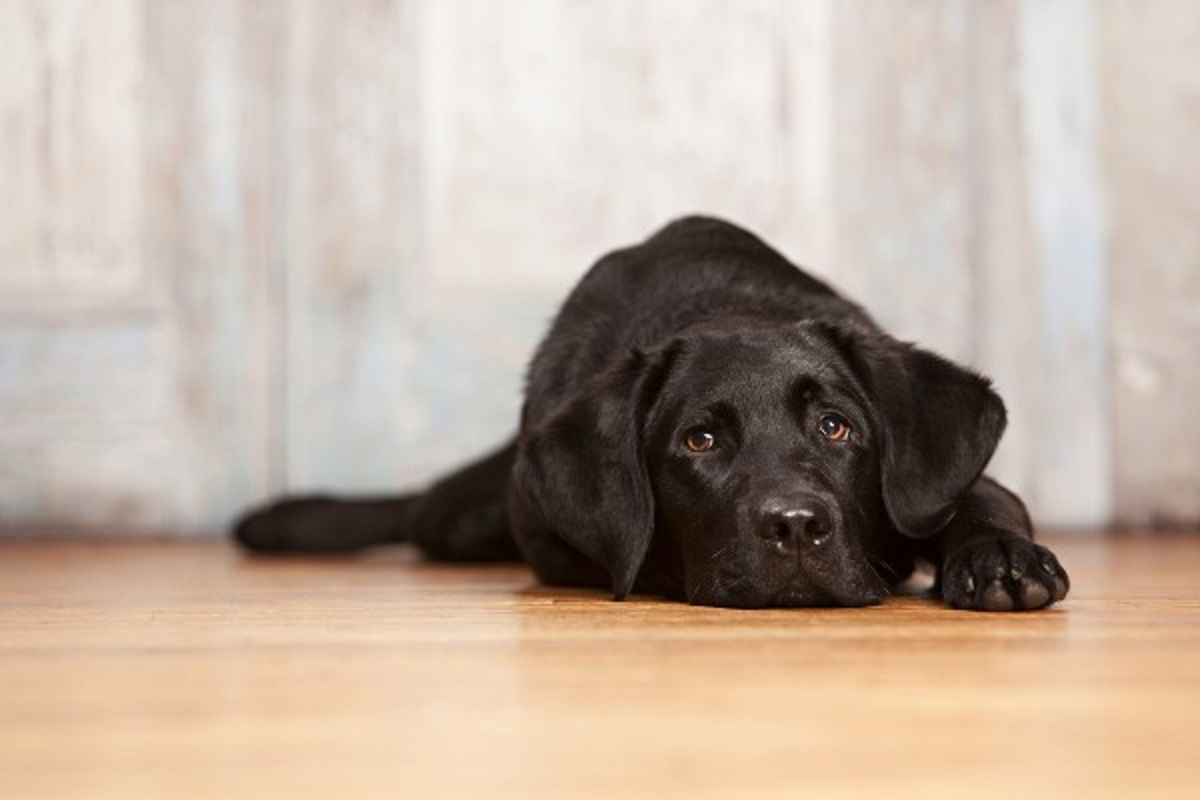 Constipação em cães: causas e o que fazer