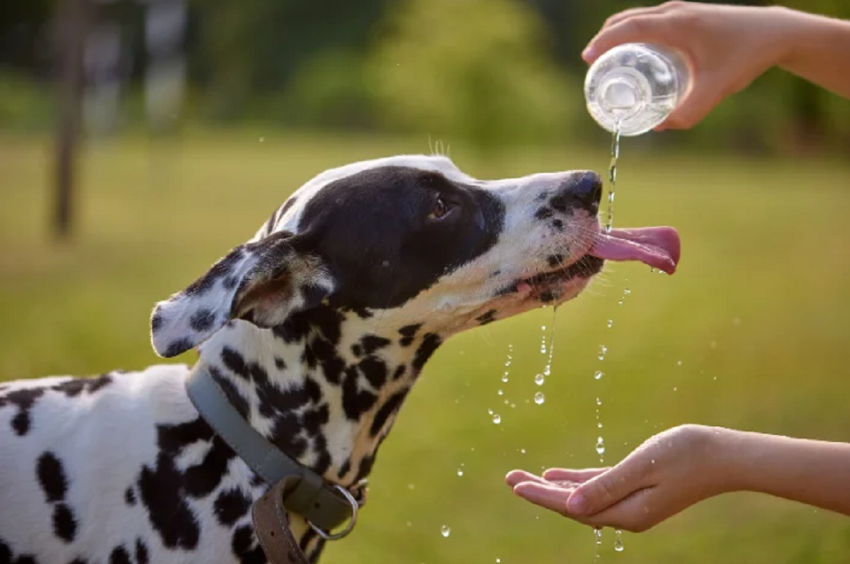 Cachorro tomando água
